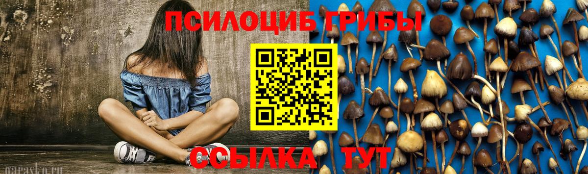 Псилоцибиновые грибы Psilocybe Буйнакск